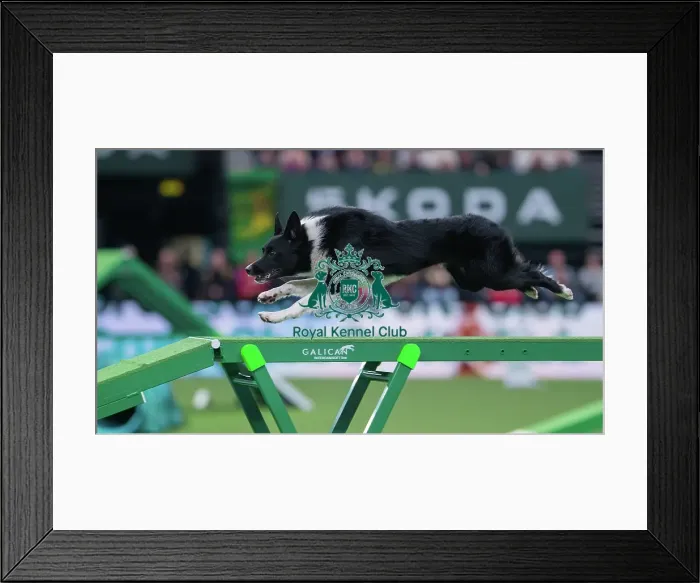Framed Print : Agility Singles Finals - Large Winner, Crufts 2026 Agility Singles Finals - Large Winner, Crufts 2026