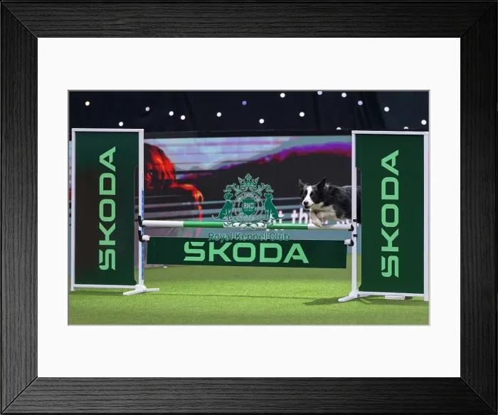 Framed Print : Intermediate Agility Jumping Winner - Crufts 2026 Intermediate Agility Jumping Winner - Crufts 2026 Framed Print : Intermediate Agility Jumping Winner - Crufts 2026 Intermediate Agility Jumping Winner - Crufts 2026