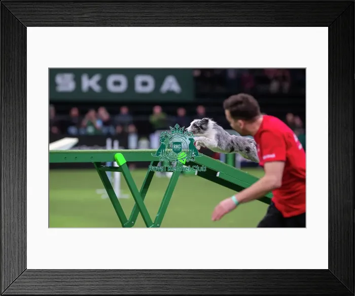 Framed Print : Agility Singles Finals - Small Winner, Crufts 2026 Agility Singles Finals - Small Winner, Crufts 2026