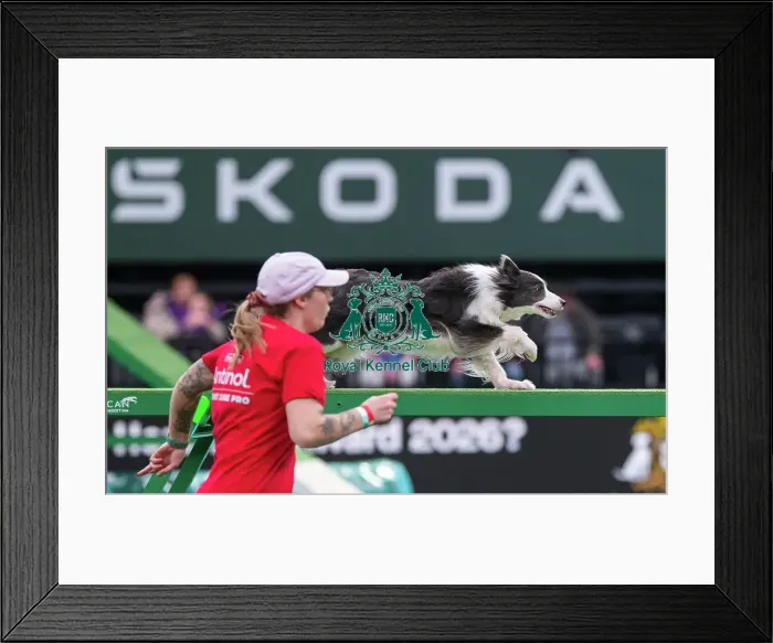 Framed Print : Border Collie - Agility Singles, Crufts 2026 Border Collie - Agility Singles, Crufts 2026 Framed Print : Border Collie - Agility Singles, Crufts 2026 Border Collie - Agility Singles, Crufts 2026
