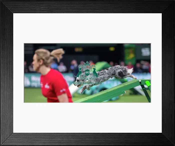 Framed Print : Agility Singles Finals - Medium Winner, Crufts 2026 Agility Singles Finals - Medium Winner, Crufts 2026 Framed Print : Agility Singles Finals - Medium Winner, Crufts 2026 Agility Singles Finals - Medium Winner, Crufts 2026