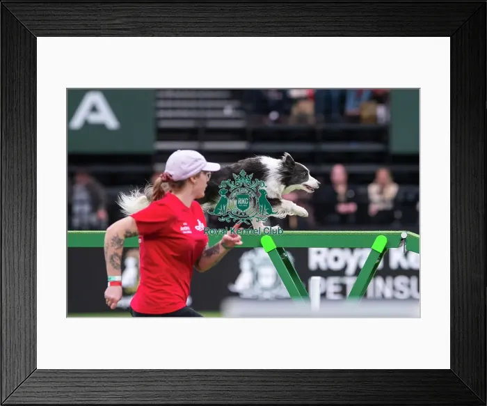 Framed Print : Border Collie - Agility Singles, Crufts 2026 Border Collie - Agility Singles, Crufts 2026 Framed Print : Border Collie - Agility Singles, Crufts 2026 Border Collie - Agility Singles, Crufts 2026
