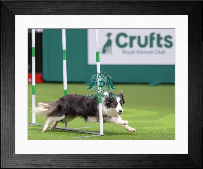 Framed Print : Border Collie - Agility Singles, Crufts 2026 Border Collie - Agility Singles, Crufts 2026 Framed Print : Border Collie - Agility Singles, Crufts 2026 Border Collie - Agility Singles, Crufts 2026