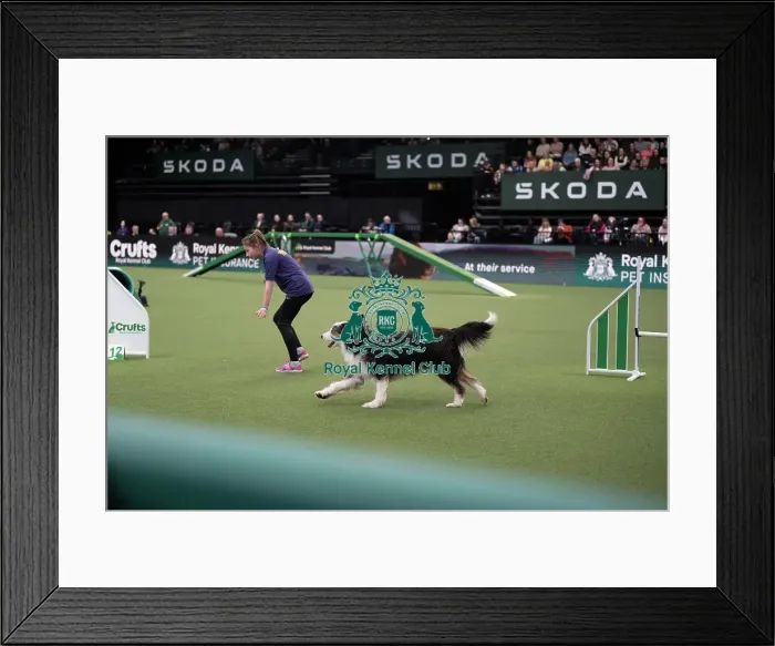 Framed Print : Rescue Dog Agility