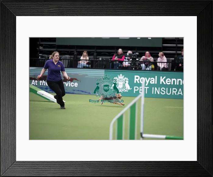 Framed Print : Rescue Dog Agility Framed Print : Rescue Dog Agility