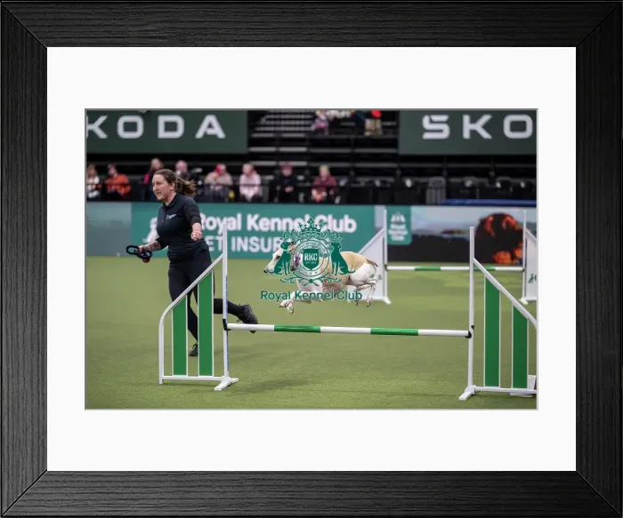 Framed Print : Rescue Dog Agility