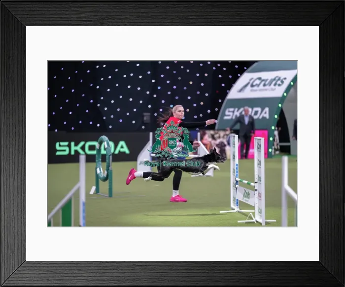 Framed Print : Agility Championships Intermediate / Large final