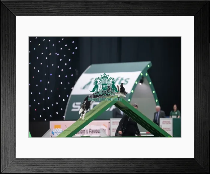 Framed Print : Agility Championships Intermediate / Large final Framed Print : Agility Championships Intermediate / Large final