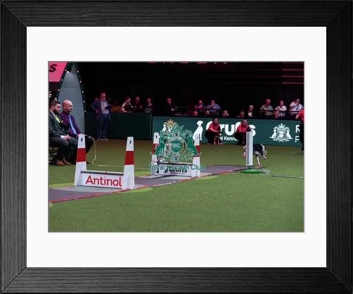 Framed Print : Flyball Final Framed Print : Flyball Final