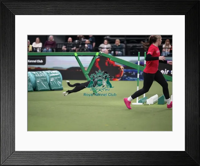 Framed Print : Agility Championships Intermediate / Large final Framed Print : Agility Championships Intermediate / Large final