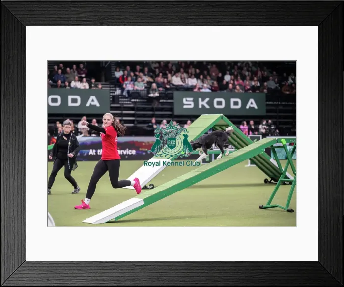 Framed Print : Agility Championships Intermediate / Large final Framed Print : Agility Championships Intermediate / Large final