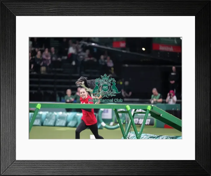 Framed Print : Agility Championships Intermediate / Large final