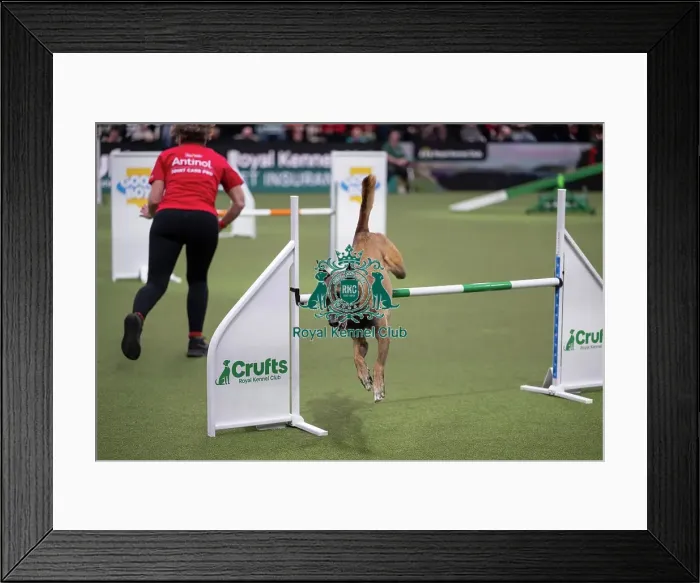 Framed Print : Agility Championships Intermediate / Large final