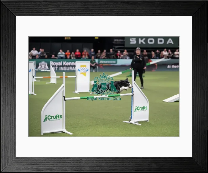 Framed Print : Agility Championships Intermediate / Large final Framed Print : Agility Championships Intermediate / Large final
