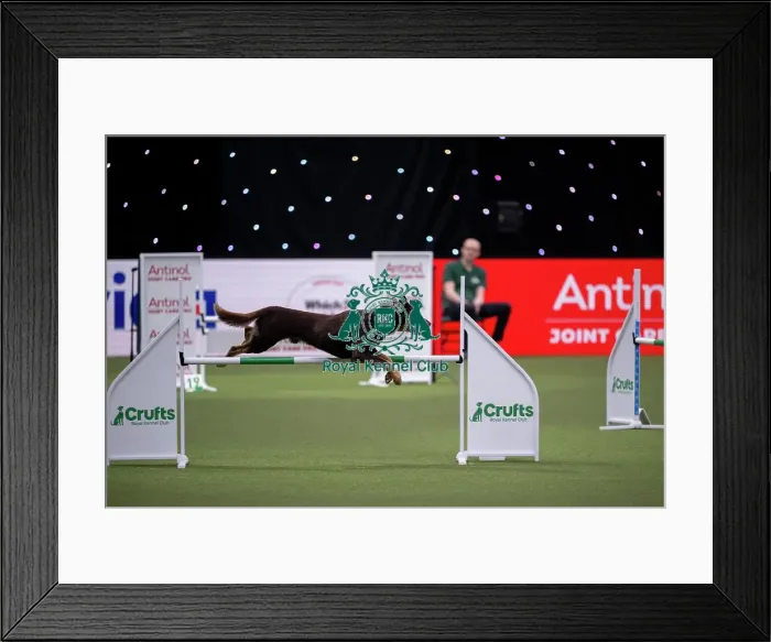 Framed Print : Agility International Invitation Framed Print : Agility International Invitation