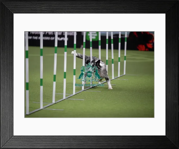 Framed Print : Agility International Invitation