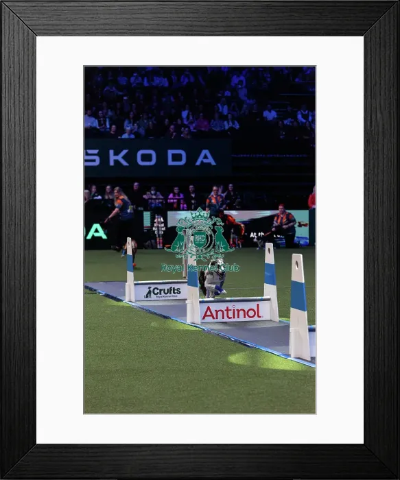 Framed Print : Flyball Final
