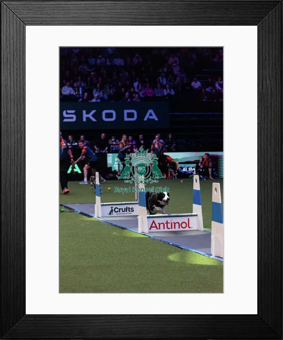 Framed Print : Flyball Final