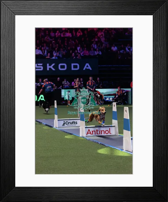 Framed Print : Flyball Final