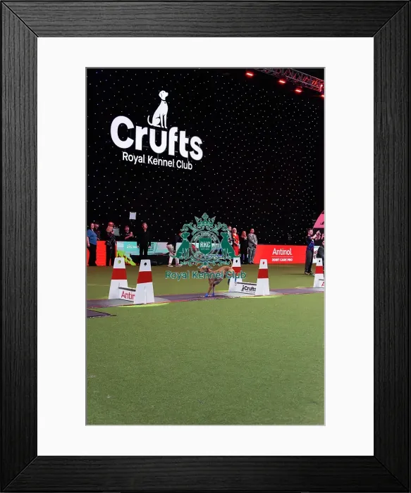 Framed Print : Flyball Final