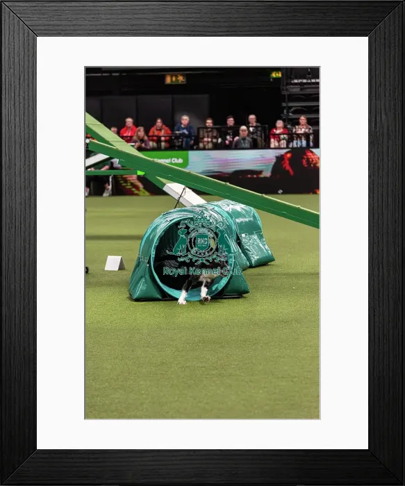 Framed Print : Agility Finals