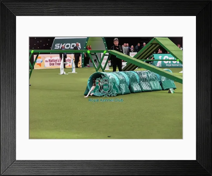 Framed Print : Agility Finals