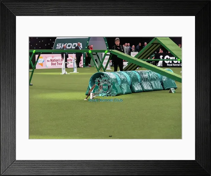 Framed Print : Agility Finals
