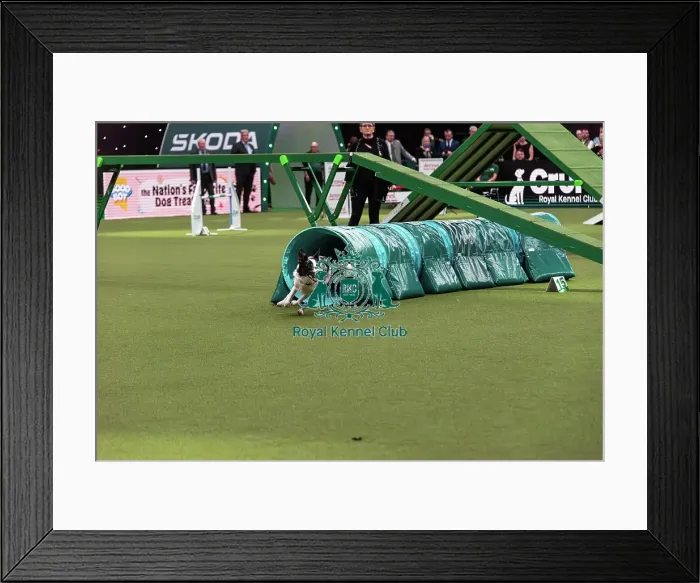 Framed Print : Agility Finals