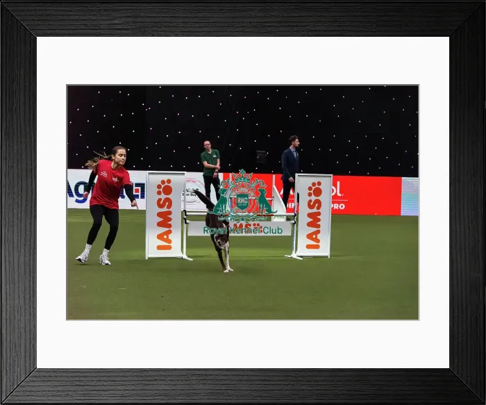 Framed Print : Agility Finals