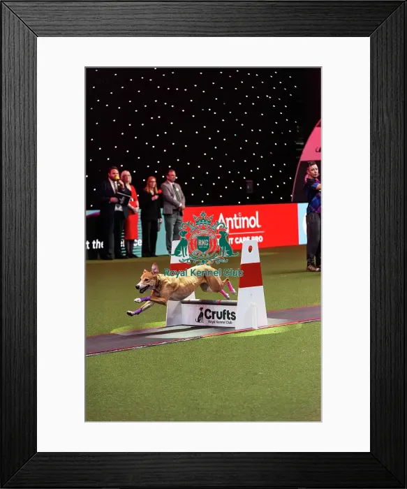 Framed Print : Flyball Final