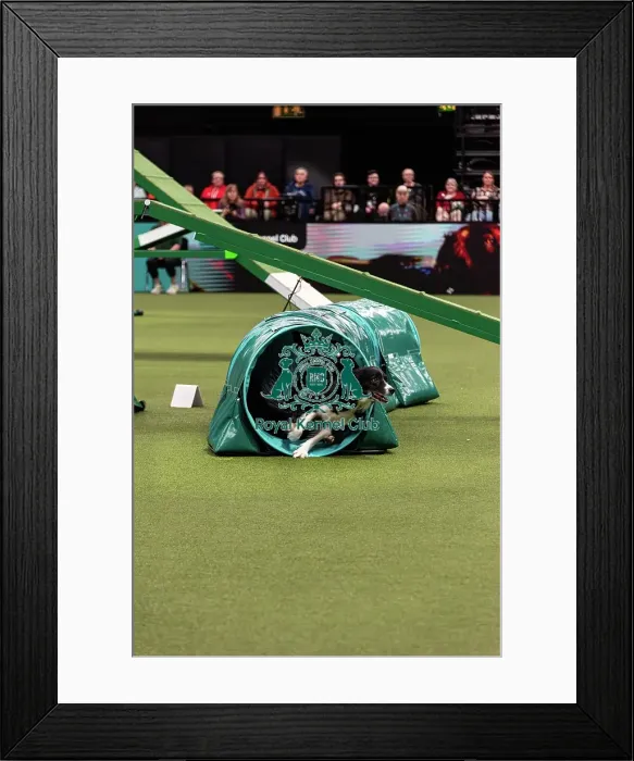 Framed Print : Agility Finals