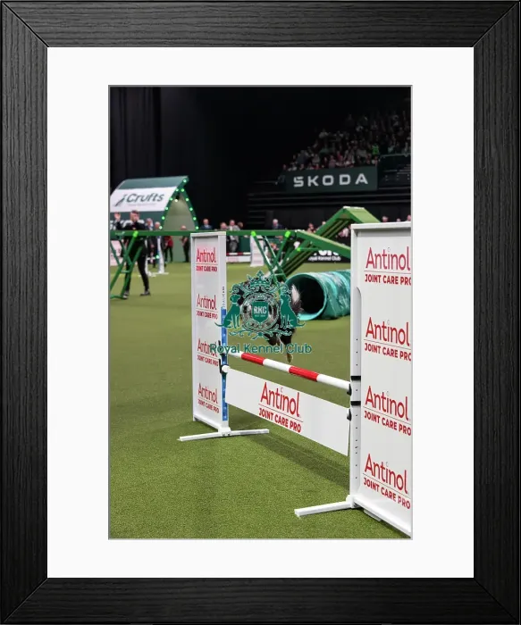 Framed Print : Agility Finals
