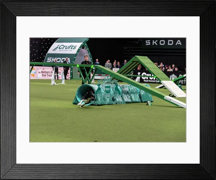 Framed Print : Agility Finals