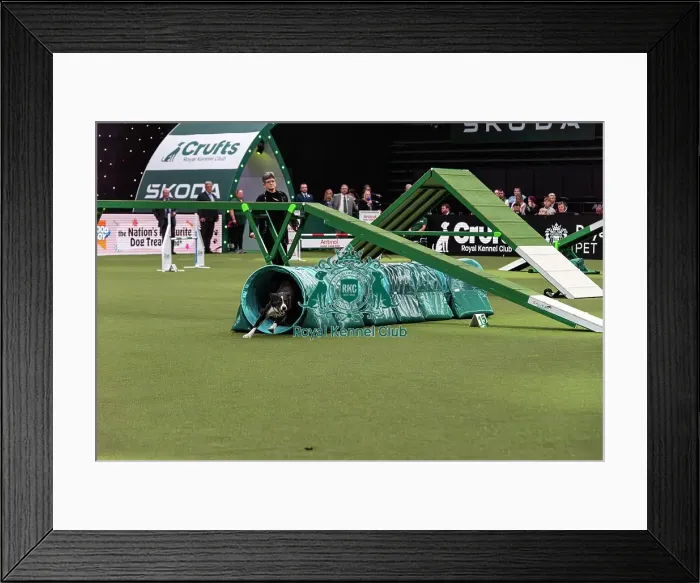 Framed Print : Agility Finals