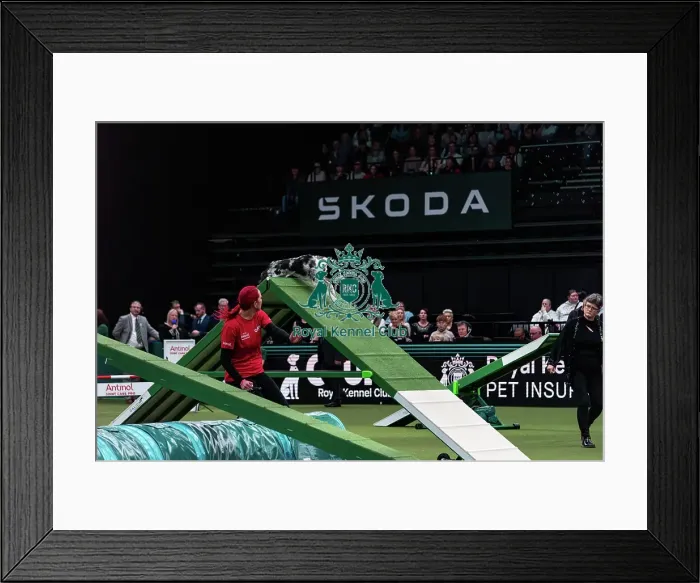 Framed Print : Agility Finals