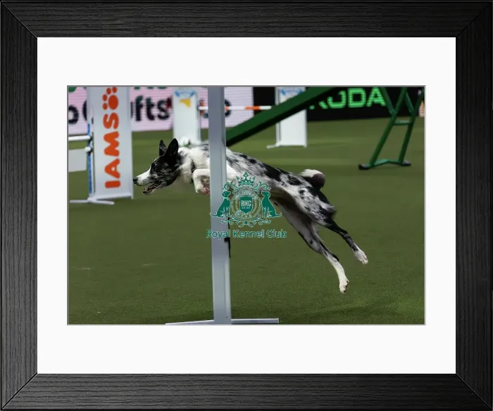 Framed Print : Agility Finals