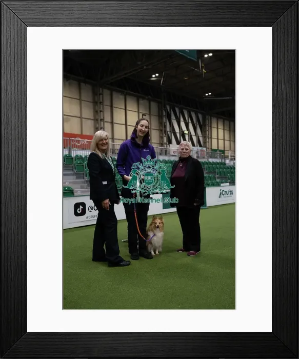 Framed Print : Winner of the Rally Dog Award, Advance award levels 3&4 Winner of the Rally Dog Award, Advance award levels 3&4