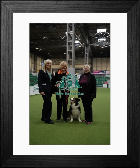 Framed Print : Winner of Rally Dog Awards - Veteran Award Framed Print : Winner of Rally Dog Awards - Veteran Award