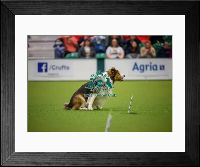 Framed Print : Debie Martin with Ross, during the Inter-Regional Rally Team Competition Framed Print : Debie Martin with Ross, during the Inter-Regional Rally Team Competition