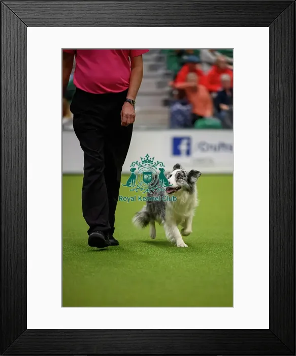 Framed Print : David Moxton, with Boo-Boo, during the Inter-Regional Rally Team Competition Framed Print : David Moxton, with Boo-Boo, during the Inter-Regional Rally Team Competition
