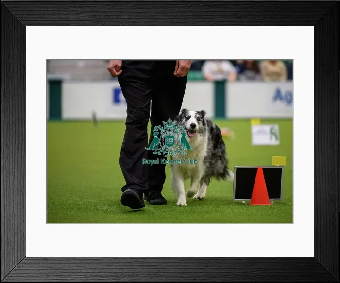 Framed Print : David Moxton, with Boo-Boo, during the Inter-Regional Rally Team Competition Framed Print : David Moxton, with Boo-Boo, during the Inter-Regional Rally Team Competition