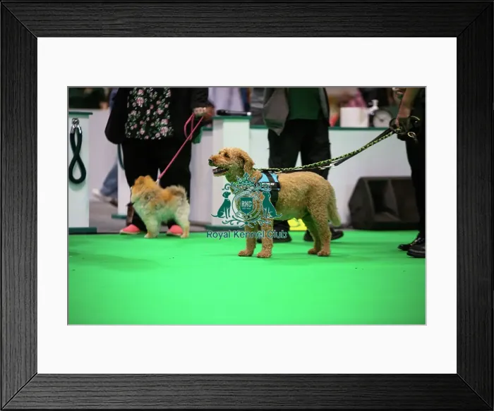 Framed Print : Have A Go Rally