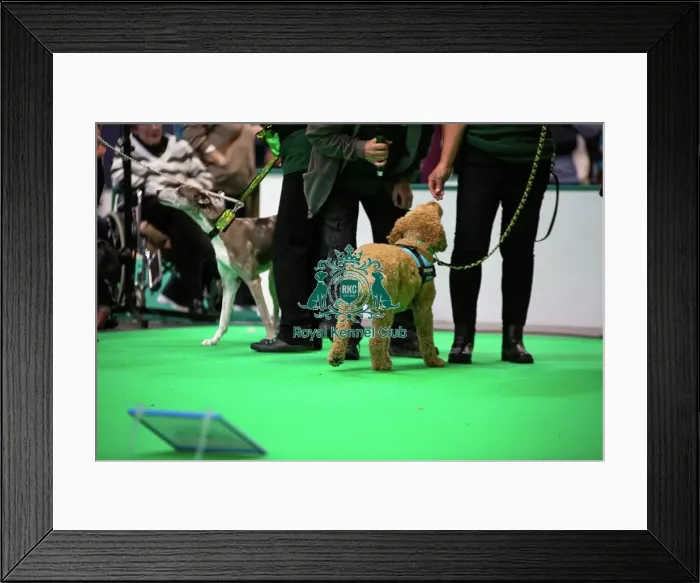 Framed Print : Have A Go Rally Framed Print : Have A Go Rally
