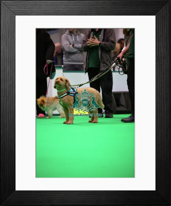 Framed Print : Have A Go Rally Framed Print : Have A Go Rally