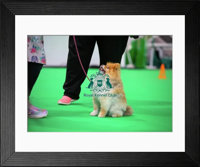 Framed Print : Have A Go Rally Framed Print : Have A Go Rally
