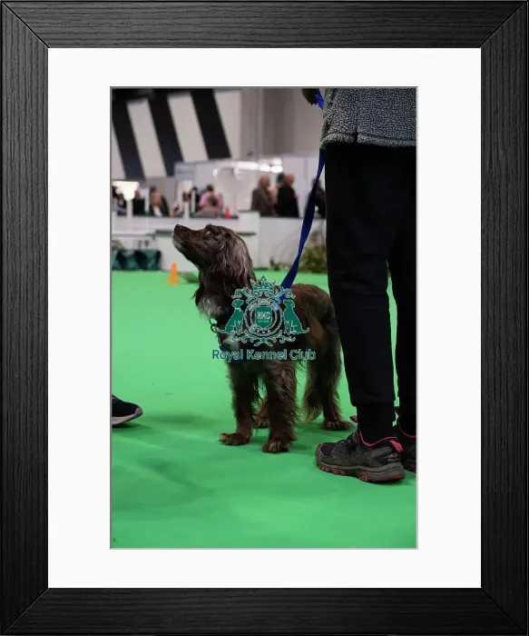 Framed Print : Have A Go Rally Framed Print : Have A Go Rally