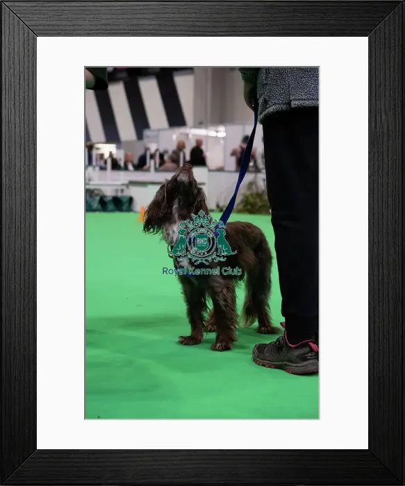 Framed Print : Have A Go Rally Framed Print : Have A Go Rally