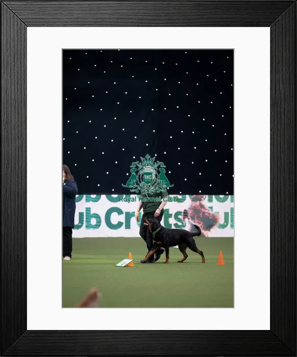 Framed Print : Dog Activities Display Framed Print : Dog Activities Display