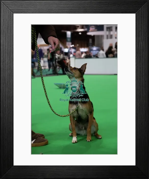 Framed Print : Have A Go Rally Framed Print : Have A Go Rally