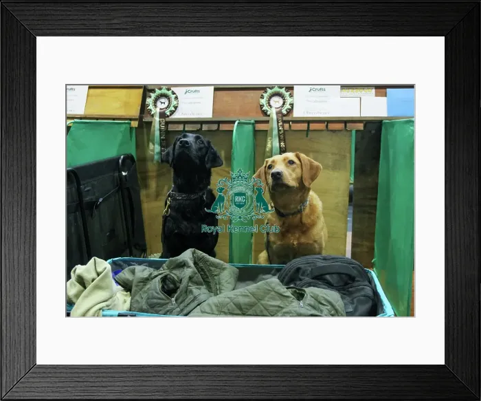 Framed Print : Labrapaws QuinJet and RavensWings Framed Print : Labrapaws QuinJet and RavensWings